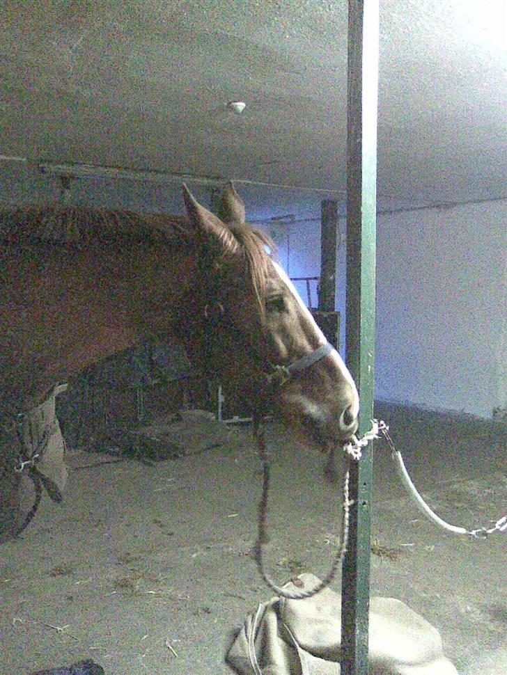 Dansk Varmblod Unique Des Malais *låne* - Uni i staldene prøver at binde sit trække tov op ;) billede 3