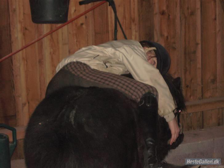 Shetlænder  | Emil  - Jeg faldt vist i søvn oven på Mil, inden i stalden ? ;OO xD  billede 8