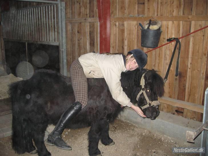 Shetlænder  | Emil  - Krammer, Mil har også lige fået en gullerod ;D <3 billede 9