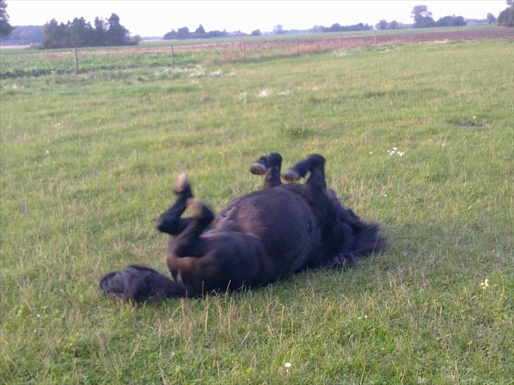 Shetlænder Labbenhus Frederik - Ah, menneskelopperne skal lige af efter en ridetur billede 9