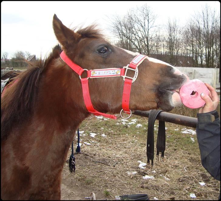 Anden særlig race Magnifique <3 SOLGT! billede 14