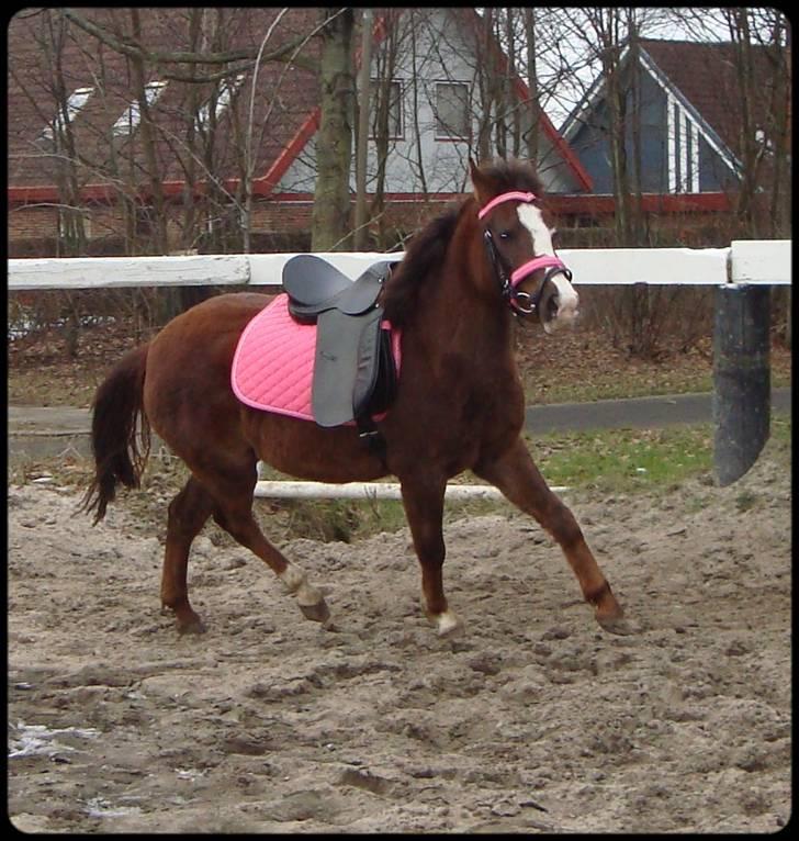 Anden særlig race Magnifique <3 SOLGT! - OBS ! jeg ved at sadlen ligger for langt fremme ! billede 16