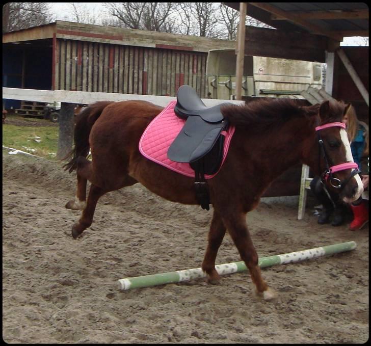 Anden særlig race Magnifique <3 SOLGT! - OBS ! jeg ved at sadlen ligger for langt fremme ! billede 17