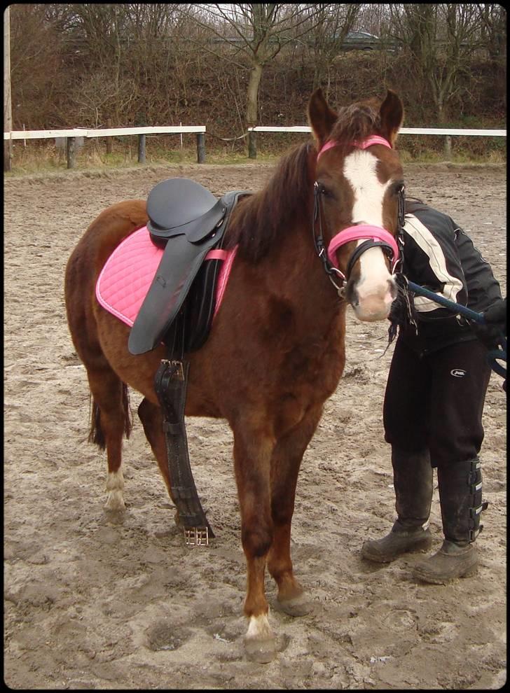 Anden særlig race Magnifique <3 SOLGT! - det blev sadlen lige rettet igen igen :-) billede 18