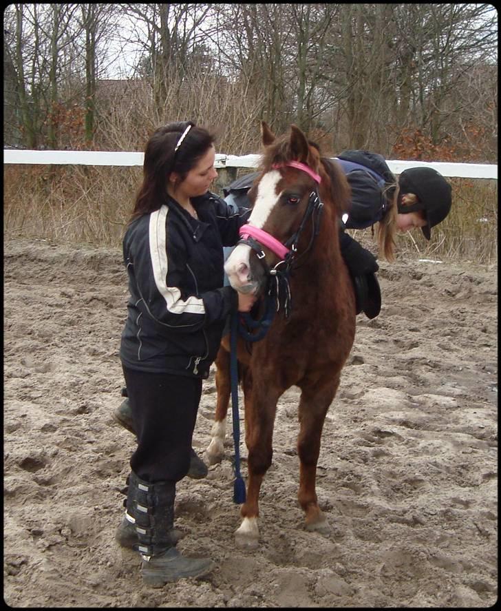 Anden særlig race Magnifique <3 SOLGT! - første gang med rytter liggende på ryggen :-) hun er bare så dyyyygtig :-) billede 19