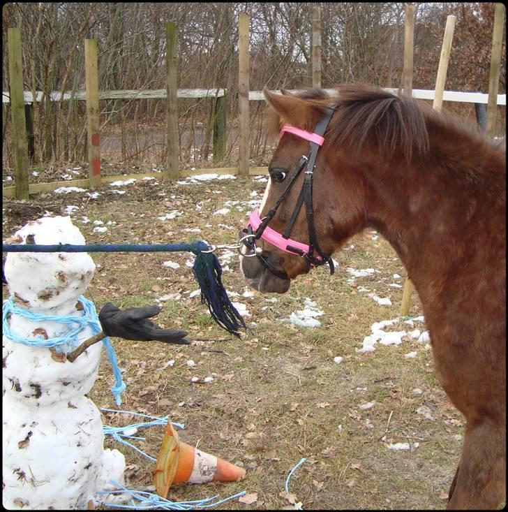 Anden særlig race Magnifique <3 SOLGT! - WHU ! en snemand , øj hvor farligt :-D billede 20