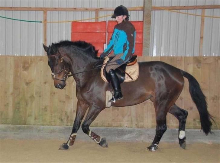 Dansk Varmblod Lioness (solgt) - Redet af tidliger rytter Pernille Kvist billede 11