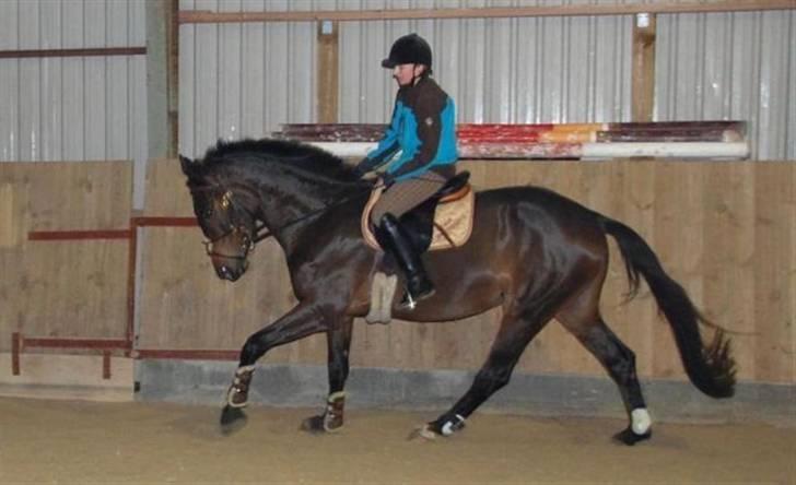 Dansk Varmblod Lioness (solgt) - Redet af tidliger rytter Pernille Kvist billede 12