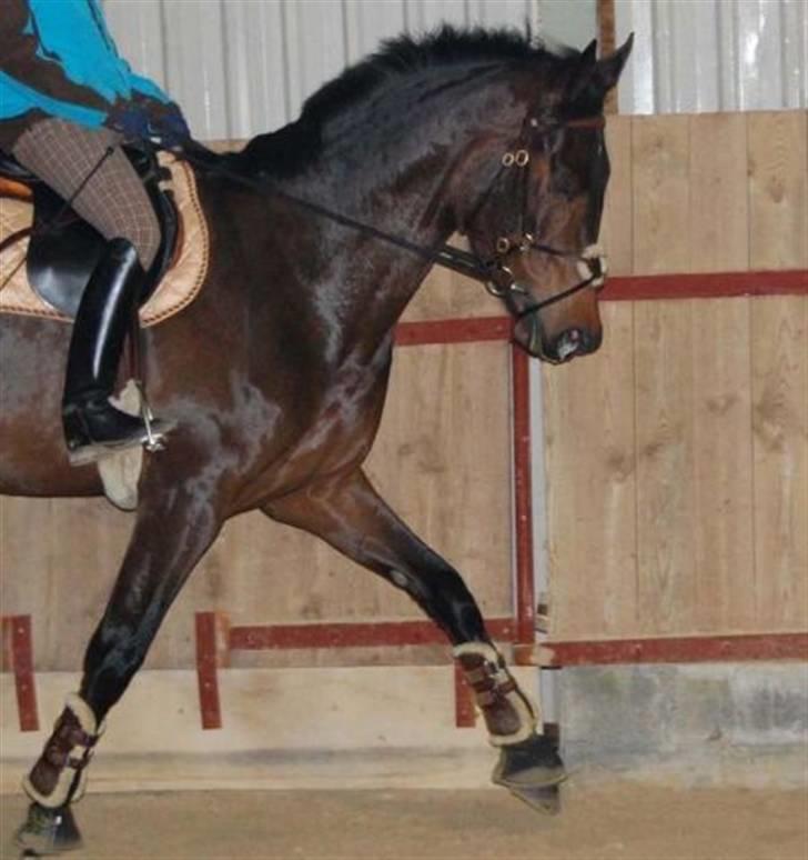 Dansk Varmblod Lioness (solgt) - Redet af tidliger rytter Pernille Kvist billede 13