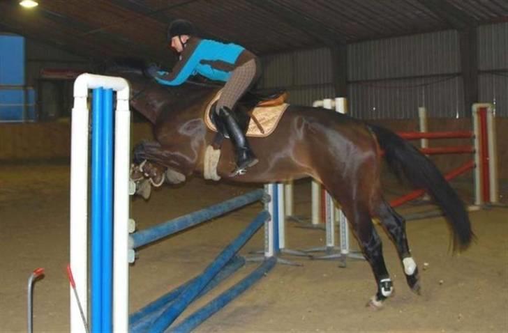 Dansk Varmblod Lioness (solgt) - Redet af tidliger rytter Pernille Kvist billede 14