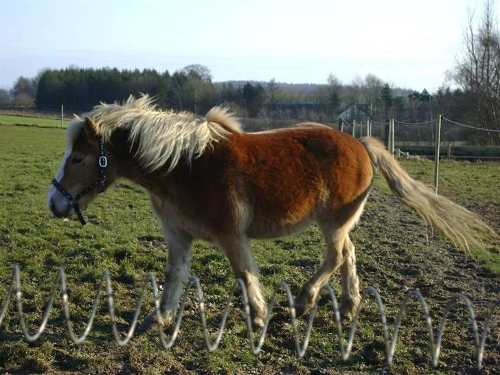 Haflinger Freja * billede 4