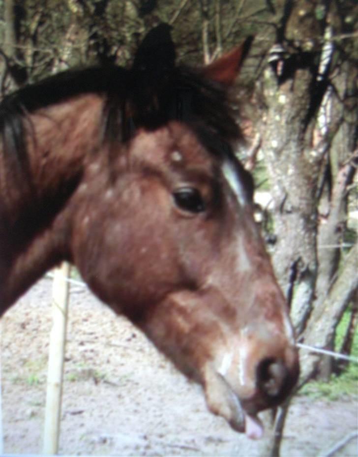 Anden særlig race milan # solgt # - frække milan rækker tunge billede 18