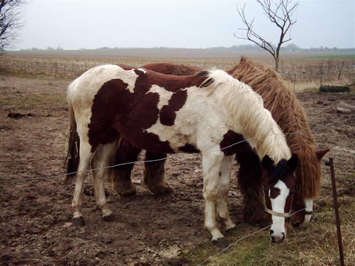 Anden særlig race Isabella PINTO - Smukke lille hest billede 6