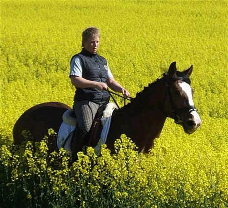 Polsk Varmblod kasia *R.I.P* billede 1