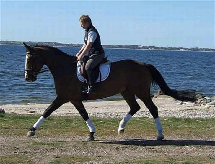 Polsk Varmblod kasia *R.I.P* billede 2