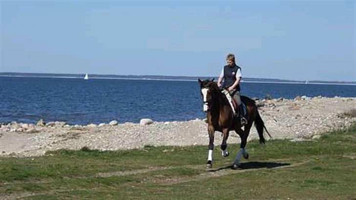 Polsk Varmblod kasia *R.I.P* billede 3