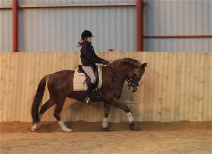 New Forest Egeballes Joker SOLGT  - Træning billede 17