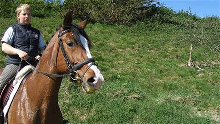 Polsk Varmblod kasia *R.I.P* billede 4