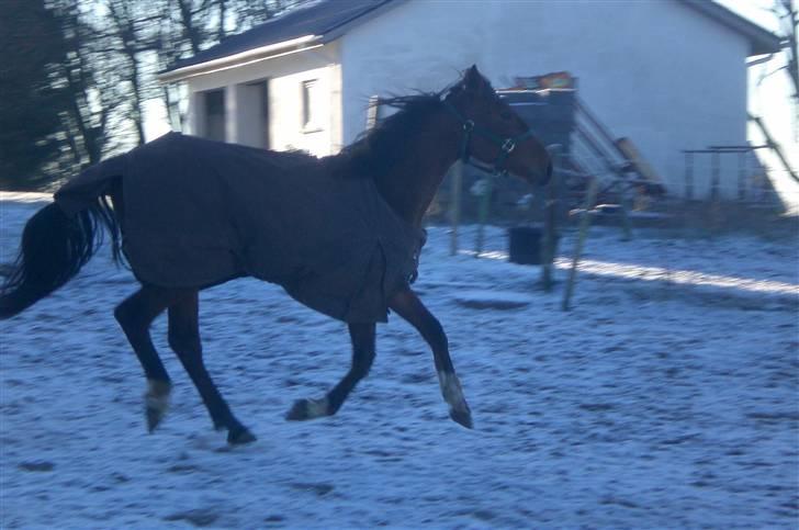 Traver - Paschal Å - 18; Jiiha xD billede 18