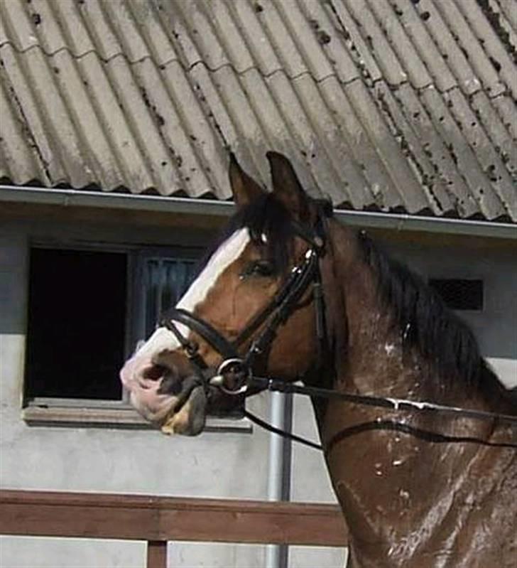 Polsk Varmblod kasia *R.I.P* billede 5