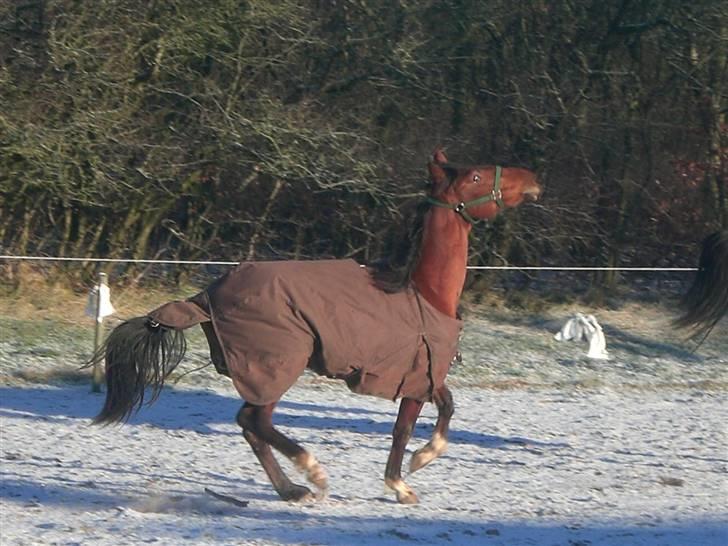Traver - Paschal Å - 19; wow, sygt man :D billede 19