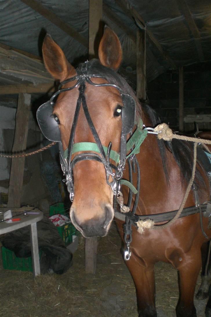 Traver - Paschal Å - 20; Nu skal jeg ud og træne (: .. billede 20