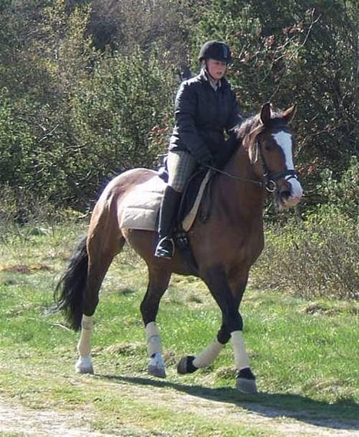 Polsk Varmblod kasia *R.I.P* billede 6