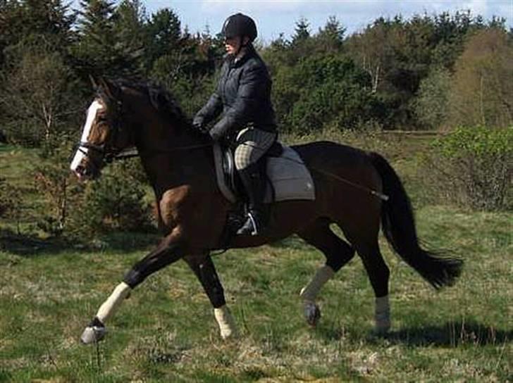 Polsk Varmblod kasia *R.I.P* billede 7