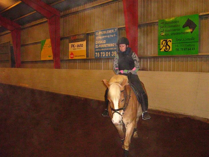 Haflinger Altjo *har redet*  billede 5