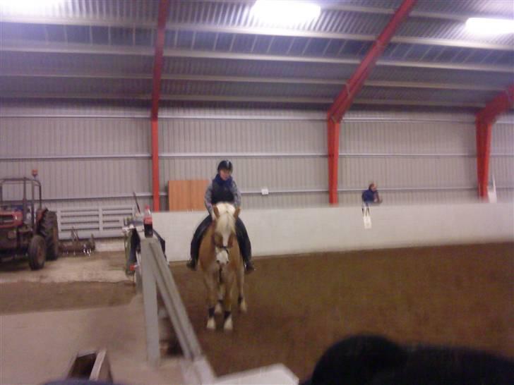 Haflinger Altjo *har redet*  billede 6