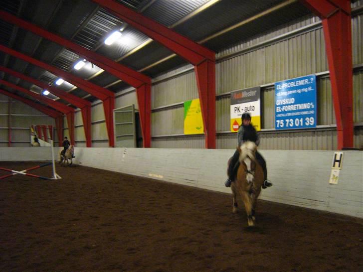 Haflinger Altjo *har redet*  billede 7