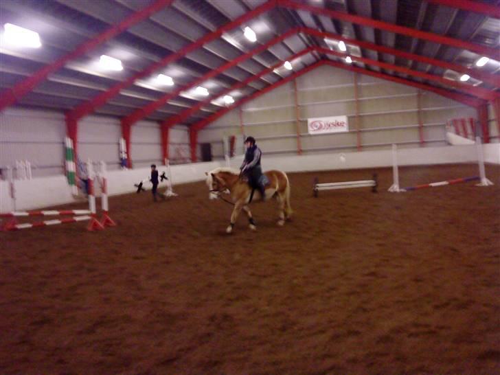 Haflinger Altjo *har redet*  billede 8