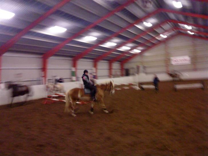 Haflinger Altjo *har redet*  billede 9