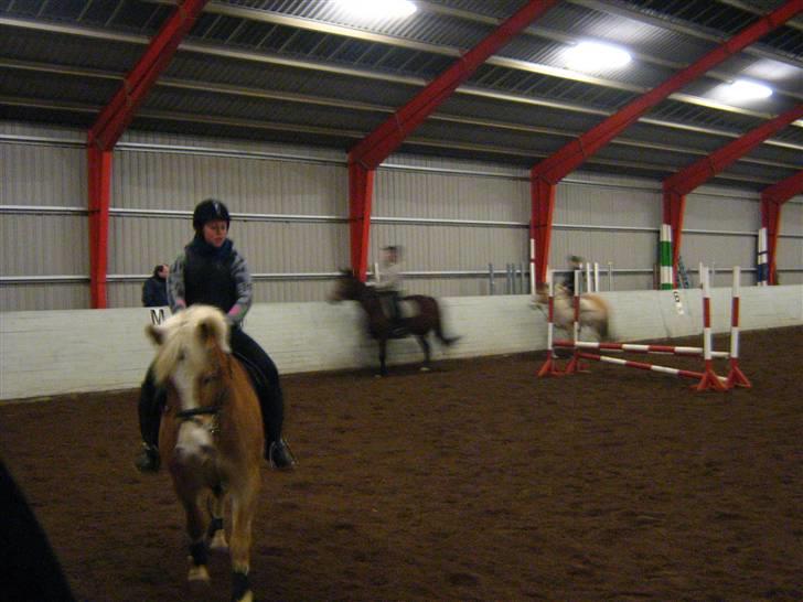 Haflinger Altjo *har redet*  billede 10