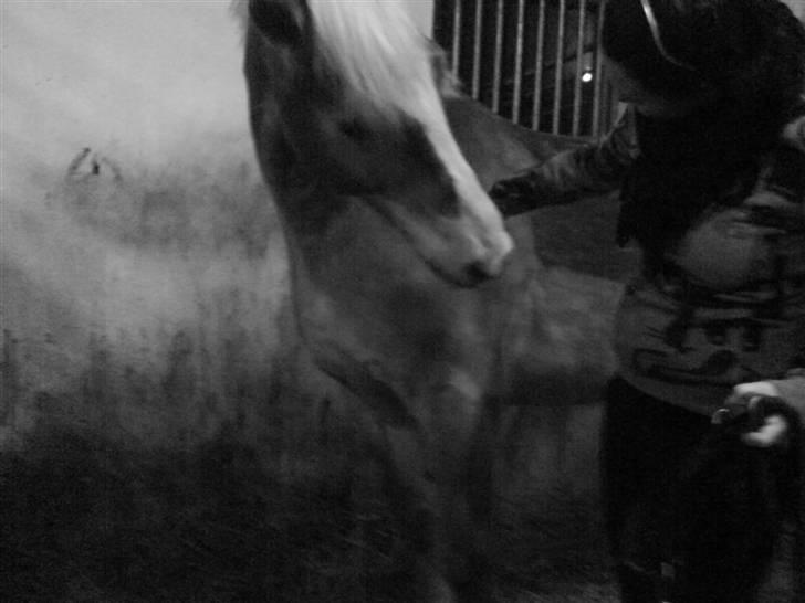 Haflinger Altjo *har redet*  - Vi laver lige lidt strækkeøvelser i boksen.. har hørt at det er sundt :D billede 12