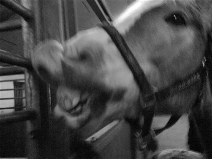 Haflinger Altjo *har redet*  billede 13