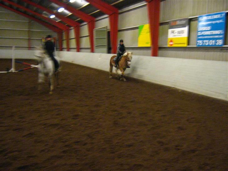 Haflinger Altjo *har redet*  billede 14