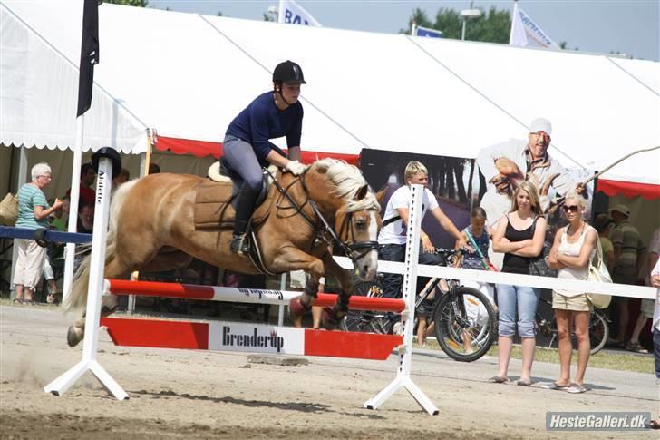 Haflinger Sille Solgt  :s - spring fra herning landsskuet 09 (haflingershow) foto kristine billede 16