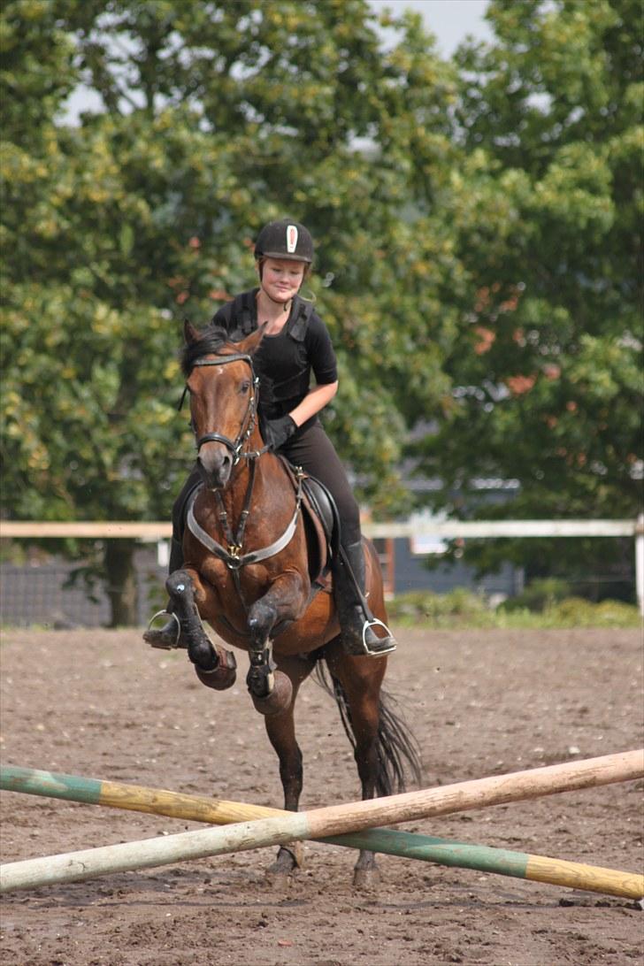 Anden særlig race Bonnie  - Bonnie ligger godt over det lille kryds (-: Foto: CSJ  billede 3