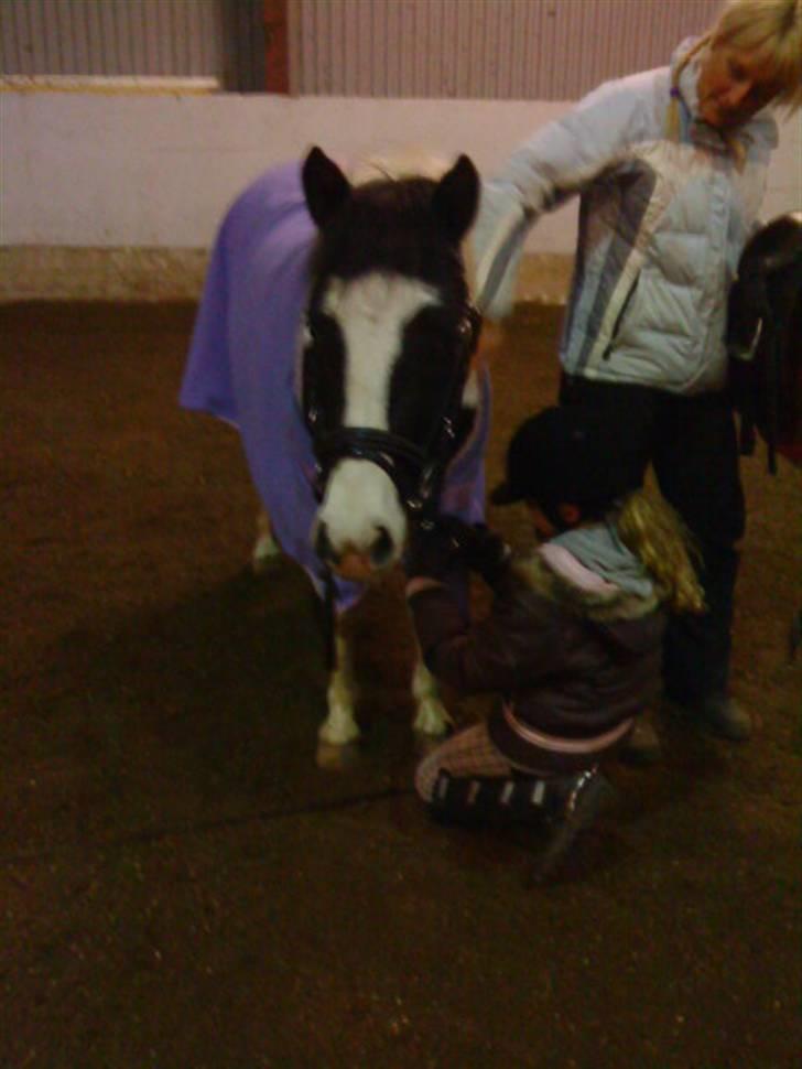 Pinto smukke Nelli  billede 9