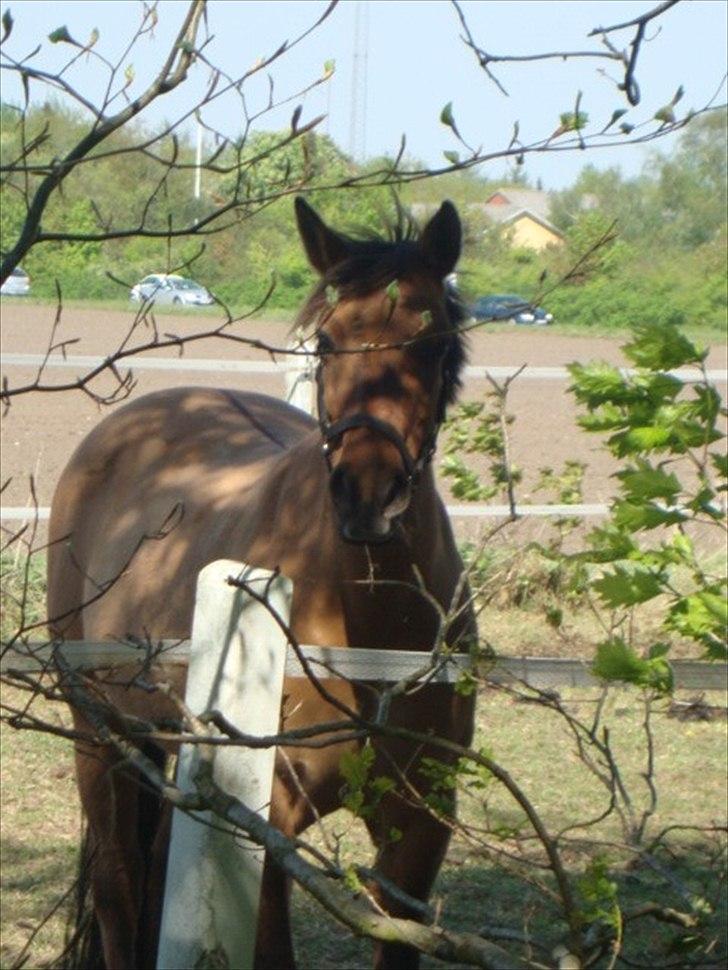 Anden særlig race  | Isabella * min skat :') SOLGT - Min smukke pony i forårs varmen :)  billede 4