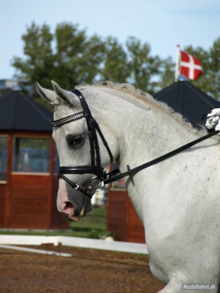 Arabisk fuldblod (OX) Salome ox billede 16