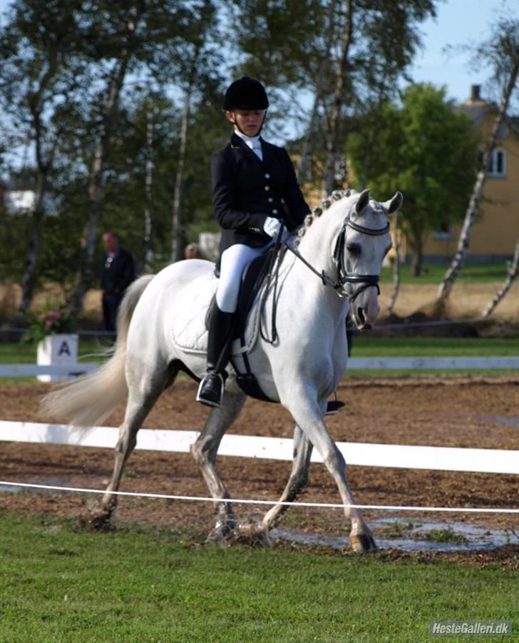 Arabisk fuldblod (OX) Salome ox billede 17