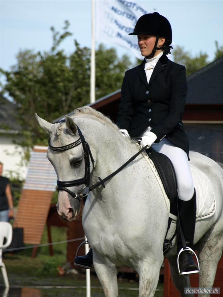 Arabisk fuldblod (OX) Salome ox billede 19