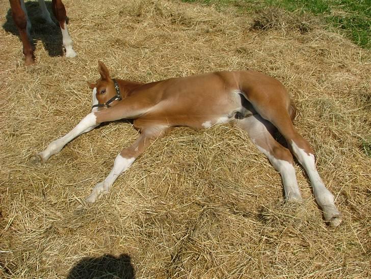 Holstener Jazz Dance billede 1