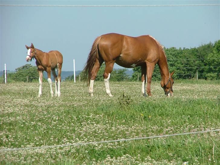 Holstener Jazz Dance billede 2