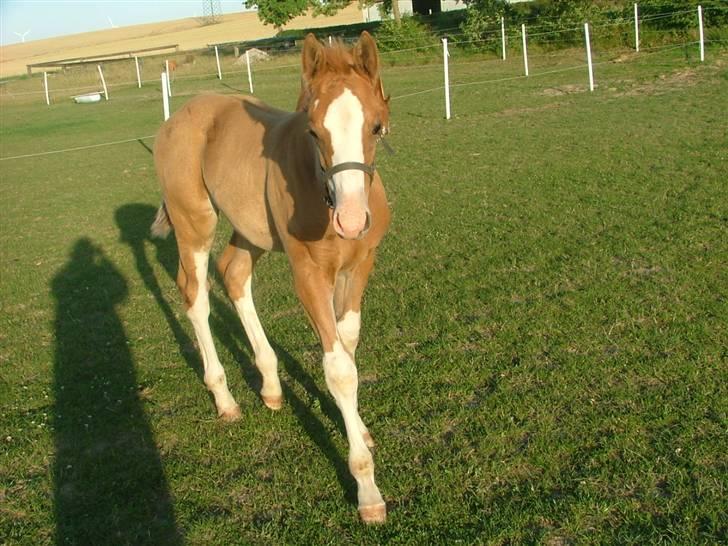 Holstener Jazz Dance billede 4