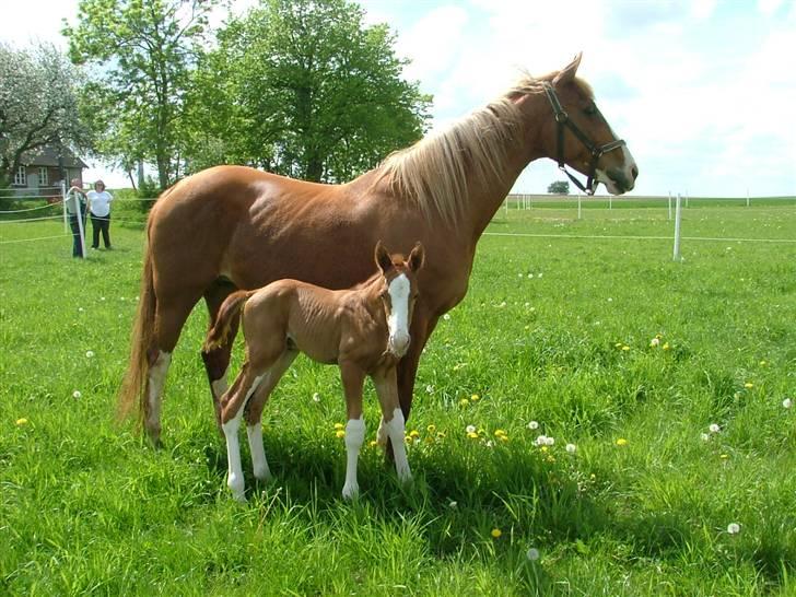 Holstener Jazz Dance billede 5