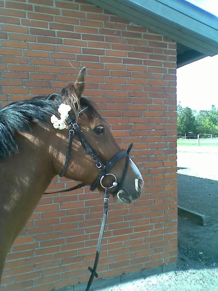 Anden særlig race Luna [Solgt og savnet:(] - Min snukke Luna med blomst i håret;) billede 20