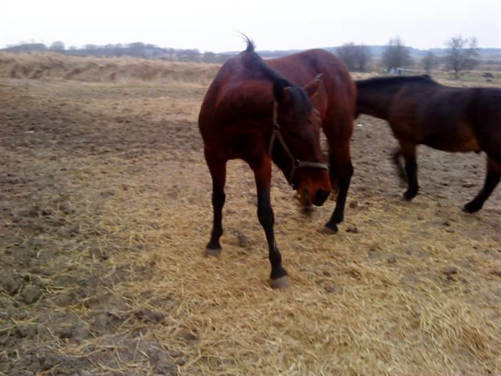 Traver chitara  (solgt )    - savner dig :D<3  blev desværre nød til at sælge hende fordi min morfar døde og så kunne vi ikk have så mange heste <3 billede 11